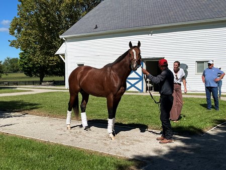 Mystik Dan strikes a pose for trainer Kenny McPeek and Horse Country's Hallie Hardy at Magdalena Farm