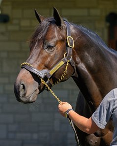 Yaupon at Spendthrift Farm