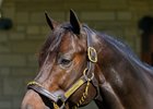 Yaupon
Stallions at Spendthrift Farm near Lexington, Ky., on Oct. 22, 2024. 