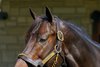 Yaupon
Stallions at Spendthrift Farm near Lexington, Ky., on Oct. 22, 2024. 