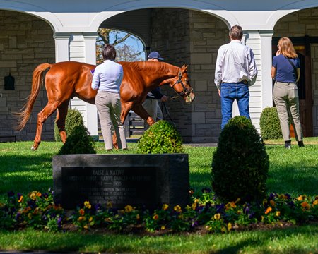 Vekoma walks during a stallion show at Spendthrift Farm