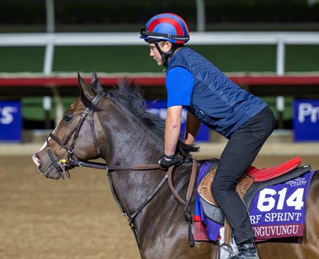 Isivunguvungu trains for the 2024 Breeders' Cup Turf Sprint at Del Mar