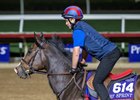 Breeders’ Cup contender Isivunguvungu gallops this morning during the exercise period at the Delmar Race Track Tuesday Oct. 29, 2024 in San Diego, CA.    Photo by Skip Dickstein 