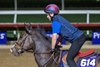 Breeders’ Cup contender Isivunguvungu gallops this morning during the exercise period at the Delmar Race Track Tuesday Oct. 29, 2024 in San Diego, CA.    Photo by Skip Dickstein 