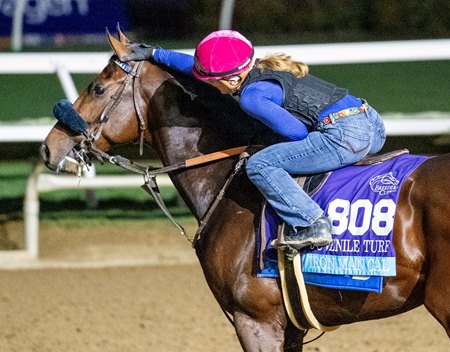 Iron Man Cal ahead of the 2024 Breeders' Cup Juvenile Turf at Del Mar