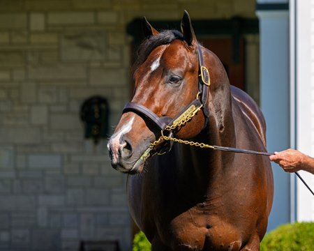 Omaha Beach at Spendthrift Farm