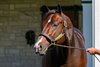 Omaha Beach
Stallions at Spendthrift Farm near Lexington, Ky., on Oct. 22, 2024. 