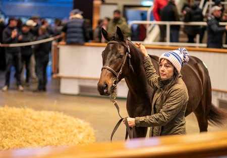 The Too Darn Hot filly consigned as Lot 898 walks the ring at the Tattersalls October Yearling Sale 