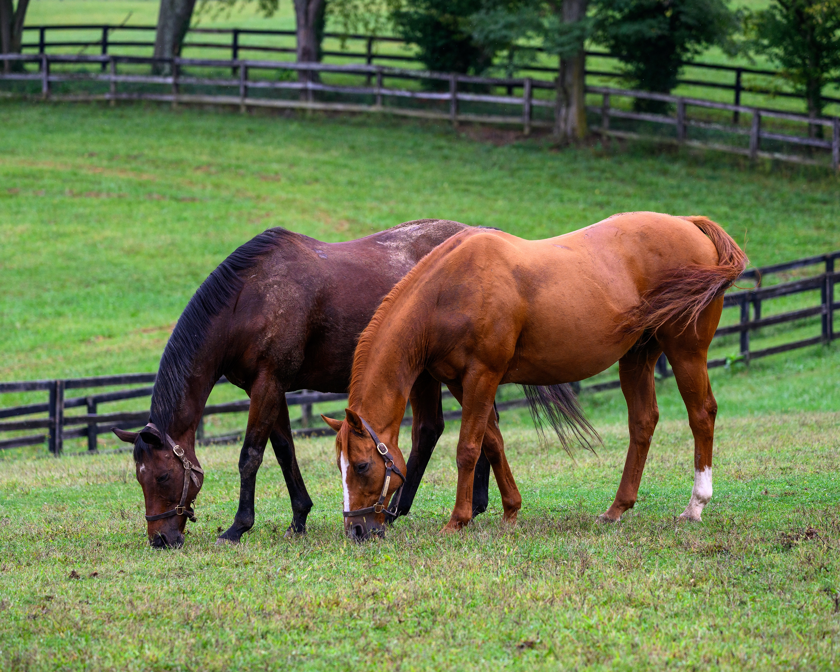 Wise Dan - Horse Profile - BloodHorse