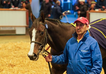 Go Daddy in the ring at the Tattersalls Autumn Sale