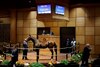 Hip 1195, 2024 Fasig-Tipton October Sale