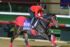 Ecoro Sieg
Breeders’ Cup contenders training at Del Mar in Del Mar, California, on Oct. 26, 2024. 