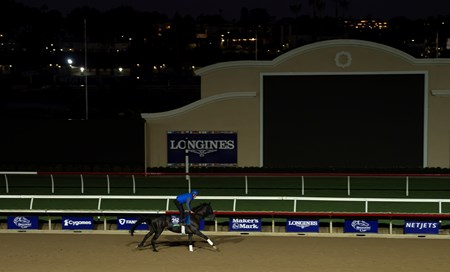 Rebel's Romance (IRE) - Horse Profile - BloodHorse