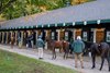 Rain hasn’t dampened the enthusiasm for the buyers as inspections of offerings for the Fasig-Tipton Saratoga Fall Mixed sale October 14, 2024 in Saratoga Springs, NY.  Fasig Tipton Photo