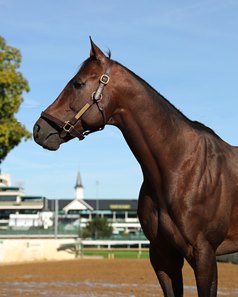 Bango at Churchill Downs