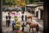 Goffs Orby 2024