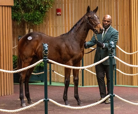 Hip 147 by Flightline, out of Champagne Lady brings $500,000 at the Keeneland November Breeding Stock Sale