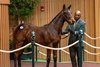 Hip 147 by Flightline by out of Champagne Lady sold by Eaton Sales at the Keeneland November Breeding Stock Sale in Lexington, KY Tuesday November 5, 2024. Photo by Anne Eberhardt