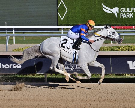 White Abarrio wins an allowance optional claimer at Gulfstream Park