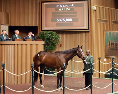 Unsung Melody in the ring at the Keeneland November Breeding Stock Sale