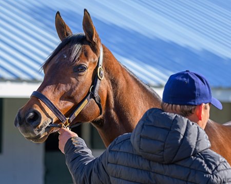 Not So Close, consigned by Gainesway as Hip 4191, is offered on behalf of John Hendrickson's estate at the Keeneland November HORA Sale