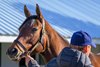 Hip 4191 Not So Close at Gainesway
Keeneland breeding stock sale at Keeneland near Lexington, Ky., on Nov. 13, 2024. 