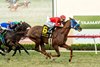 Mi Hermano Ramon and jockey Hector I. Berrios, right,  win the Grade II $200,000 Seabiscuit Handicap Saturday November 30, 2024 at Del Mar Thoroughbred Club, Del Mar, CA.
Benoit Photo