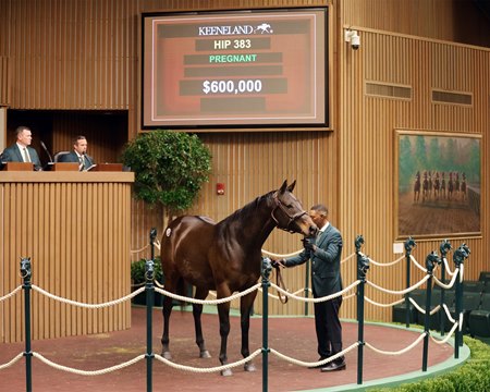 Smash Ticket, consigned as Hip 383 by Legacy Bloodstock, in the sales ring at the Keeneland November Breeding Stock Sale