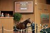 Hip 383,  2024 Keeneland November Sale