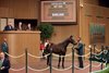 Hip 1050, 2024 Keeneland November Sale