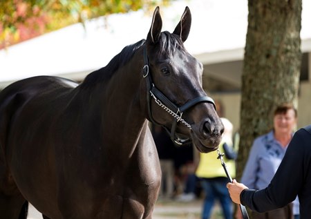 Adare Manor at Fasig-Tipton