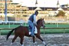 Trainer Carl O&#39;Callaghan aboard East Coast Girl at Churchill Downs