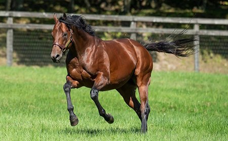 Nadal at Shadai Stallion Station