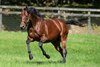 Nadal at Shadai Stallion Station