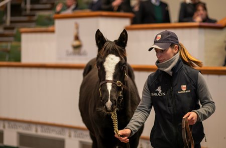 Lot 385,  a colt by Space Traveller, topped the first day of the December Foal Sale