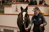 Lot 385 Space Traveller (GB) / Burmese Waltz (GB) B.C. (IRE)	Barton Stud	KCS Bloodstock	82,000
Tattersalls 
December Foal Sale
26/11/2024

