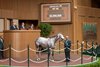 Hip 198, Roses for Debra by Liam’s Map out of Essential Rose sells for $2.4M to Mandy Pope of Whisper Hill Farm at the Keeneland November Breeding Stock Sale in Lexington, KY Tuesday November 5, 2024. Photo by Anne Eberhardt