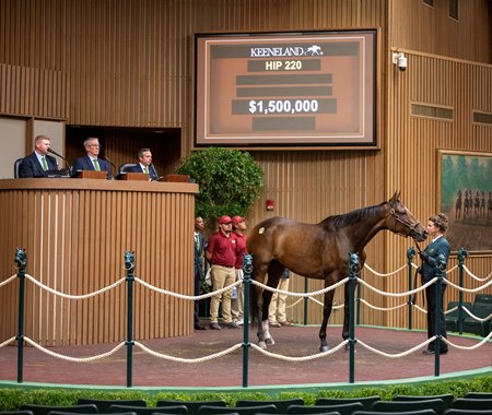 Shotgun Hottie in the ring at the Keeneland November Breeding Stock Sale