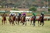 Mr. &amp; Mrs. W.K. Warren, Jr.’s Formidable Man and jockey Umberto Rispoli, center (pink silks),  battle for the lead in mid-stretch and go on to win the Grade I $300,000  Hollywood Derby  Saturday November 30, 2024 at Del Mar Thoroughbred Club, Del Mar, CA.
Benoit Photo