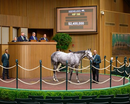 Roses for Debra sells for $2.4 million to top the Keeneland November Breeding Stock Sale