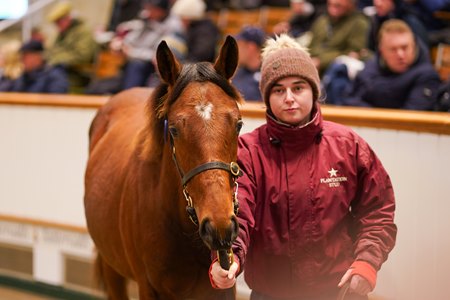 The Mehmas filly consigned as Lot 668 in the ring at the Tattersalls December Foal Sale