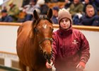 The Mehmas filly consigned as Lot 668 in the ring at the Tattersalls December Foal Sale