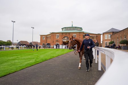 A horse walks the outside ring at the Tattersalls Autumn Horses in Training Sale