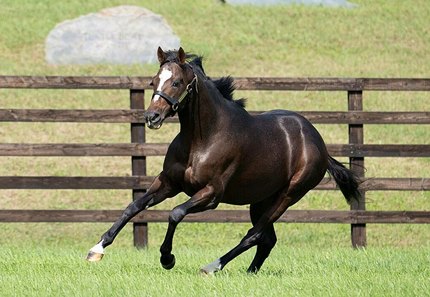 Hot Rod Charlie, at Shadai Stallion Station, has 15 yearlings cataloged for the Hokkaido Summer Sale