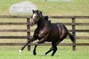Hot Rod Charlie at Shadai Stallion Station