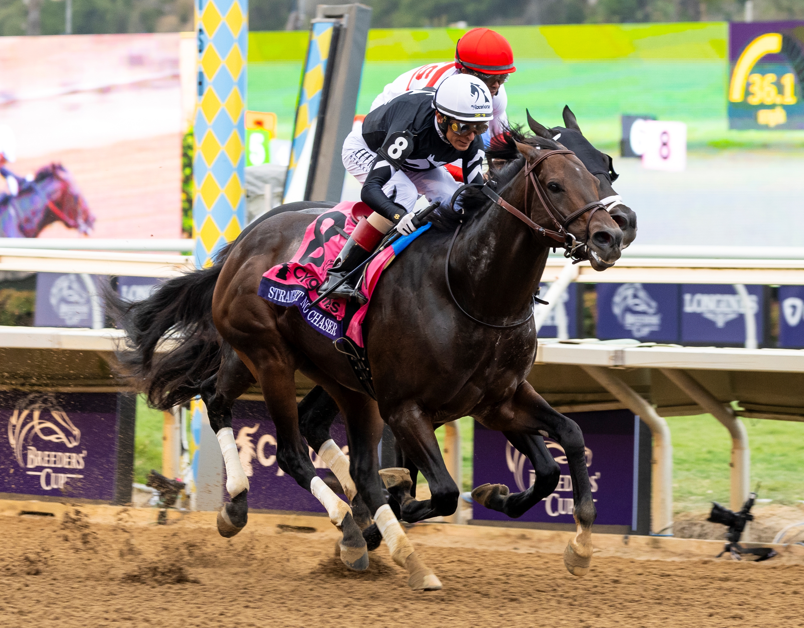2024 Breeders' Cup Slideshow - Slideshow - BloodHorse