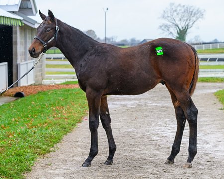 Hip 979, an Army Mule half brother to Breeders' Cup Filly & Mare Sprint winner Soul of an Angel, at the Keeneland November Breeding Stock Sale