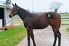 Hip 979 colt by Army Mule out of Factor One at Hill &#39;n&#39; Dale at Xalapa, and half-brother to Soul of an Angel
Keeneland Breeding Stock Sale at Keeneland in Lexington, Ky., on Nov. 6, 2024. 