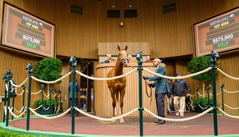 Median and Average Soar at Keeneland HORA Sale