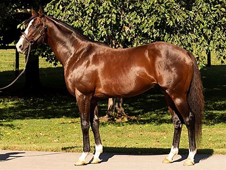 War of Will at Claiborne Farm